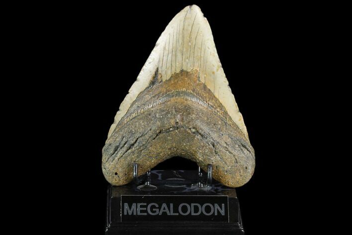Huge, Fossil Megalodon Tooth - North Carolina #124418